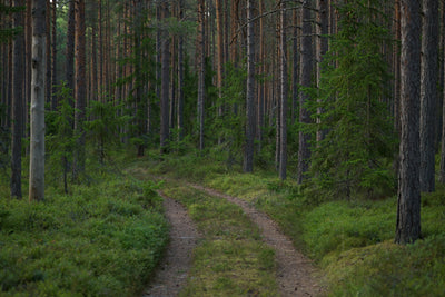 The Colors of Estonia: How Our Knitwear Reflects the Natural Beauty