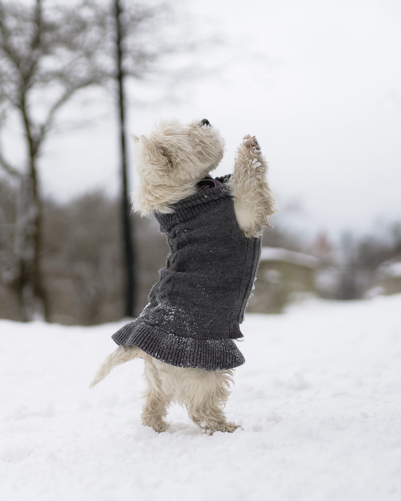 dog's wool grey sweater