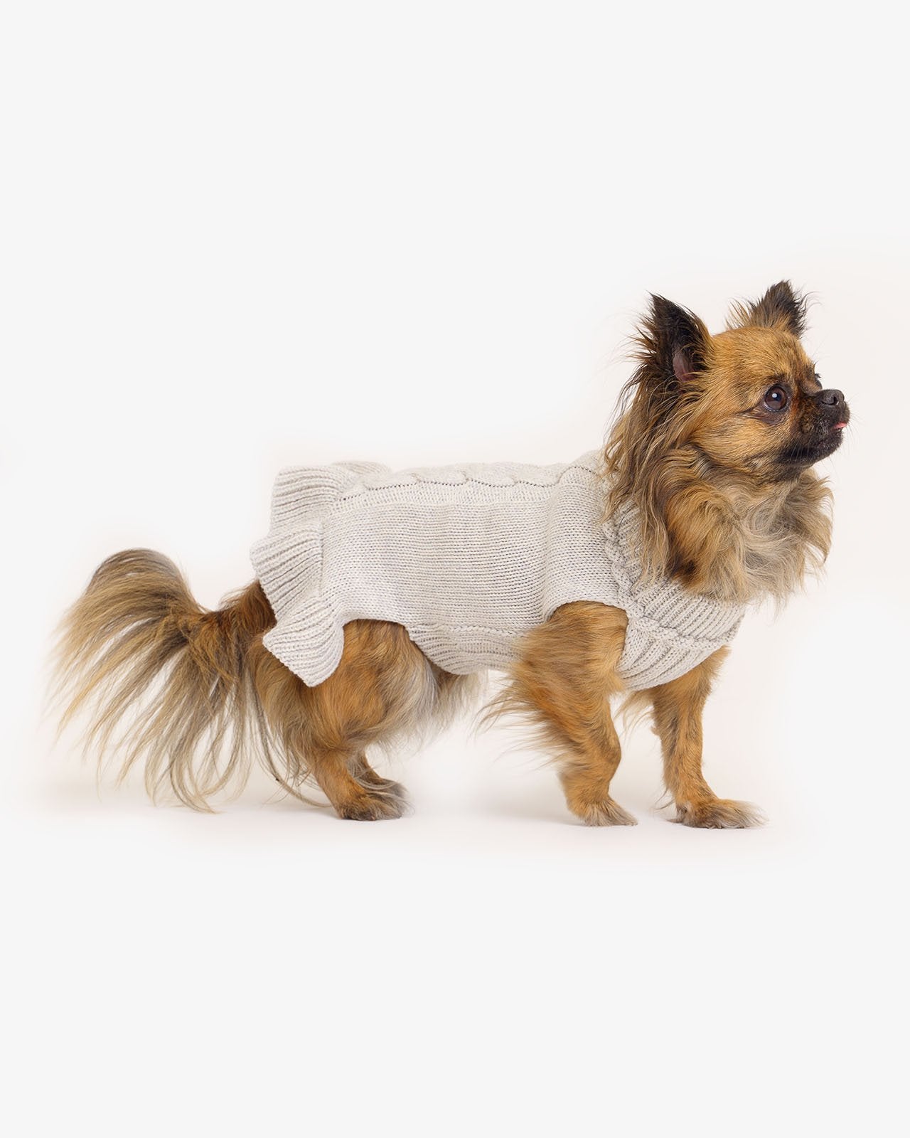 dog's wool sweater