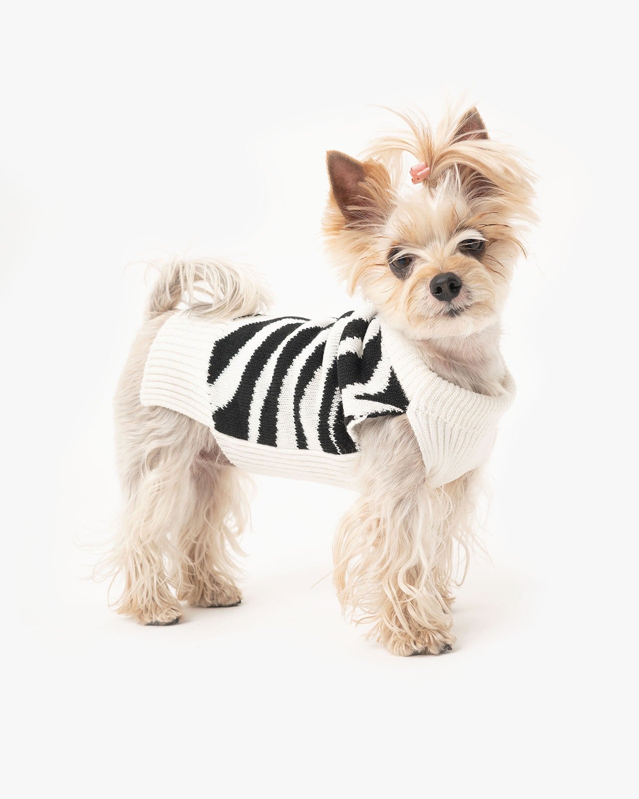 dog's wool sweater